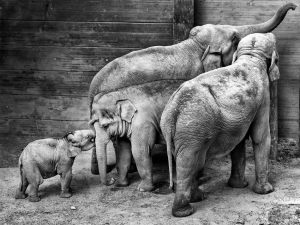 15497_Fotograf_John Teglmand_Zoo 4 Elephants_